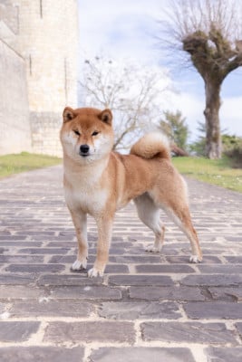 Étalon Shiba - CH. ore-sama Bavaria yuri