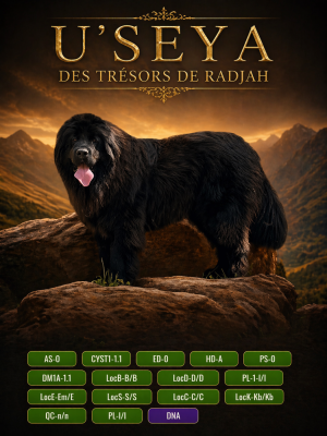 Étalon Terre-neuve - Useya des Trésors de Radjah