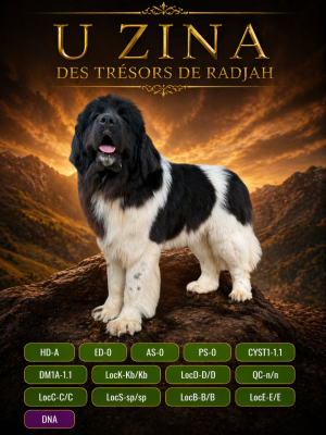 Étalon Terre-neuve - Uzina des Trésors de Radjah