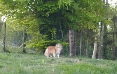 Étalon Shetland Sheepdog - Tit princesse olympe du grand bois de barbillon