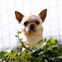 Étalon Chihuahua - CH. Valentino woxel ux