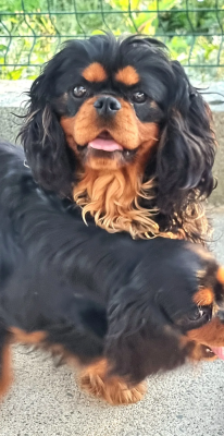 Étalon Cavalier King Charles Spaniel - Vanora Jone's Victor