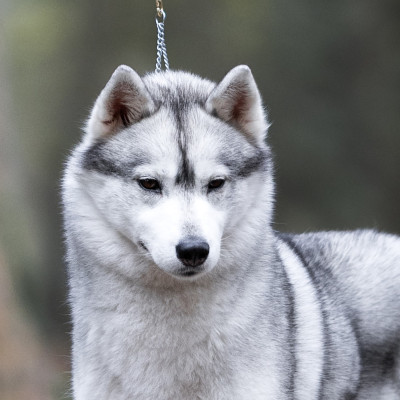 Étalon Siberian Husky - CH. Keeper Show Shadow flint