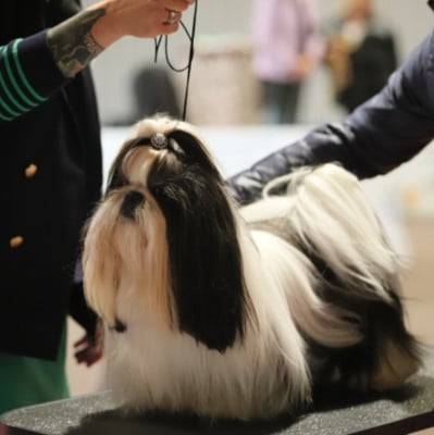 Étalon Shih Tzu - MChJ. Vladimir des titans du Causse