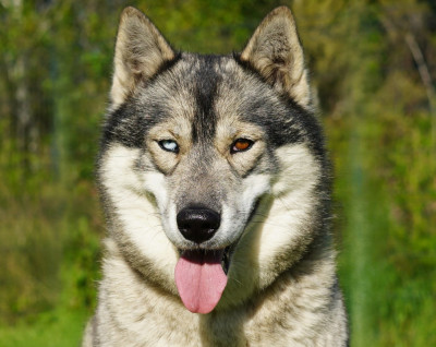 Étalon Siberian Husky - Alcateia Das Neves Twilight