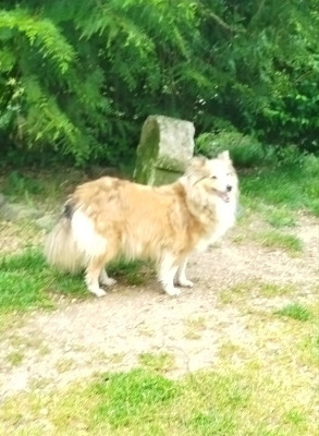 Étalon Shetland Sheepdog - Tit princesse olympe du grand bois de barbillon