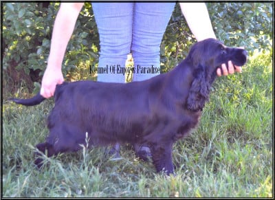 Étalon Cocker Spaniel Anglais - Vaypur mystyck melody De La Paume Doree O Jolicroc