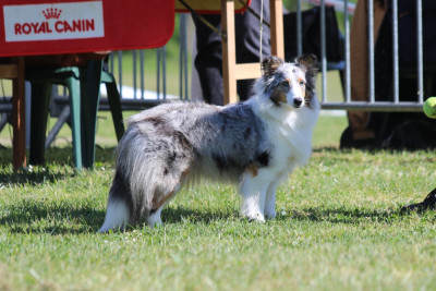 Étalon Shetland Sheepdog - Vanya arian du Clan Castelau