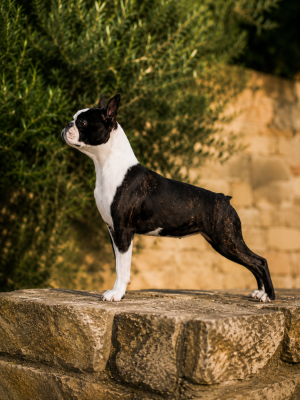 Étalon Boston Terrier - Gentleman Attitude Vegas