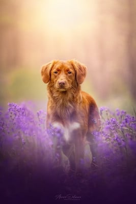 Étalon Retriever de la Nouvelle-Ecosse - tabbenocas's E'wapi evita niji