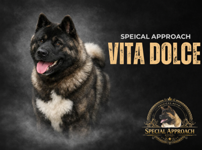 Étalon Akita americain - Special Approach Vita dolce