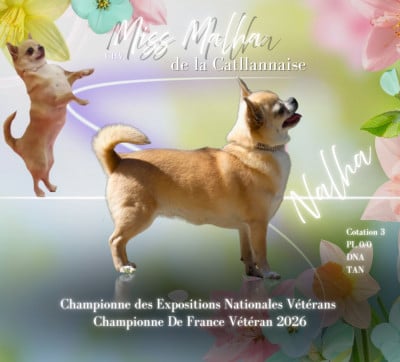Étalon Chihuahua - CH. Miss malha De la catllannaise