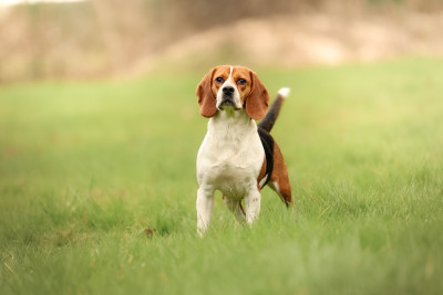 Étalon Beagle - Twenty five De La Motte Bientquoise