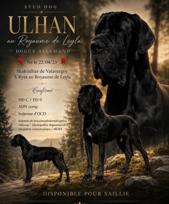 Étalon Dogue allemand - Ulhan Au Royaume De Leyla