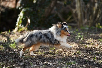 Étalon Shetland Sheepdog - Valkyrie la guerrière bleue des Crocs de Provence