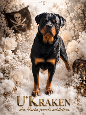 Étalon Rottweiler - U'kraken Des Blacks Pearls Addiction