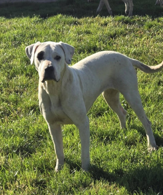 Étalon Dogo Argentino - Altaya De La Notte Di Cane