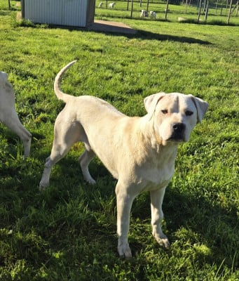 Étalon Dogo Argentino - Aika De La Notte Di Cane