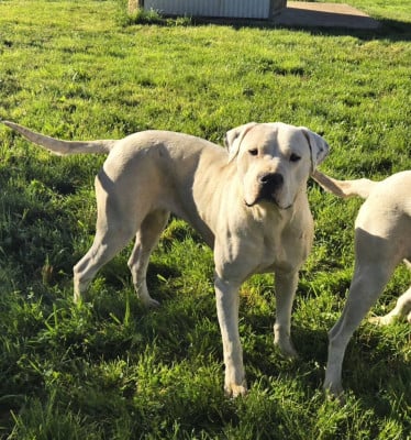 Étalon Dogo Argentino - Vakara De La Notte Di Cane
