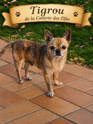 Étalon Chihuahua - Tigrou De La Contrée Des Elfes