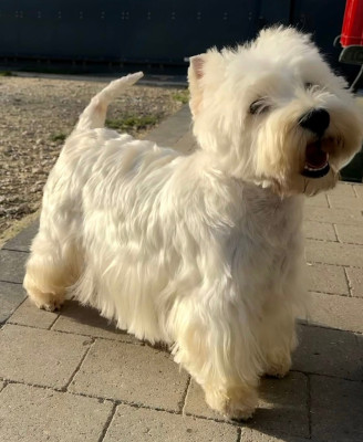 Étalon West Highland White Terrier - Telly De La Douce Source