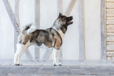 Étalon Akita americain - Victory hard ball de Daybreak Northern