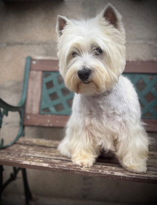Étalon West Highland White Terrier - Uthess De La Douce Source