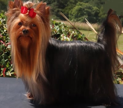 Étalon Yorkshire Terrier - Vianney des Bruyères de Line
