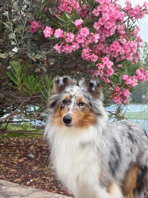 Étalon Shetland Sheepdog - CH. Xayah fifa rafa Titre Initial
