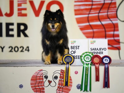 Étalon Chien finnois de Laponie - CH. Aegirsson Twentieth year's shaigan
