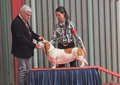 Étalon Basset Hound - Vitavie Des Contrées Alpines