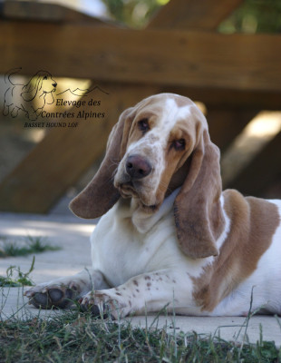 Étalon Basset Hound - Ultime Des Contrées Alpines