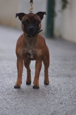 Étalon Staffordshire Bull Terrier - Hunzzy Family U gotta love it