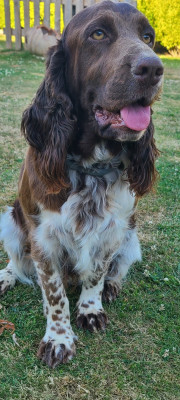 Étalon English Springer Spaniel - TR. CH. Ul'tra speed Des Contrees Du Mont Salin