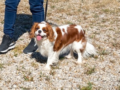 Étalon Cavalier King Charles Spaniel - Aixtazie (Sans Affixe)