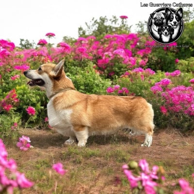 Étalon Welsh Corgi Pembroke - CH. solar satellite Game on rules