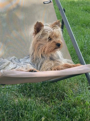 Étalon Yorkshire Terrier - Very good girl Du Val De Clavernau