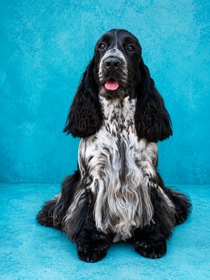 Étalon Cocker Spaniel Anglais - CH. Royal's Friend ECS Amazing Hannibal}
