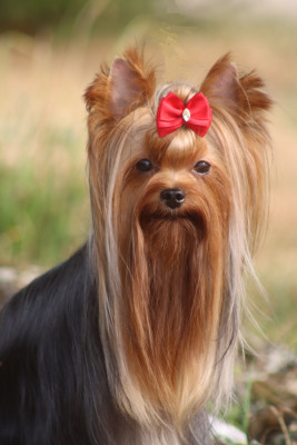 Étalon Yorkshire Terrier - Vianney des Bruyères de Line