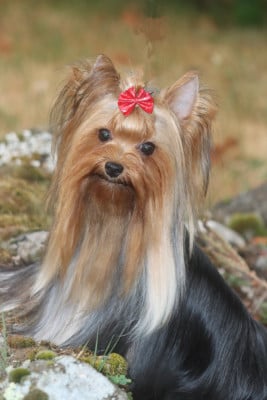 Étalon Yorkshire Terrier - Victoire des Bruyères de Line