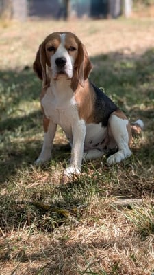 Étalon Beagle - Umel De La Meute D'astérion
