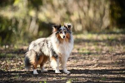 Étalon Shetland Sheepdog - Valkyrie la guerrière bleue des Crocs de Provence