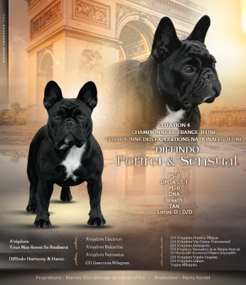 Étalon Bouledogue français - diffindo Portret & sensual (alba)