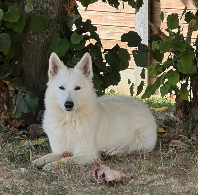 Étalon Berger Blanc Suisse - Abracadabra voici abby Des Loups De Normandie