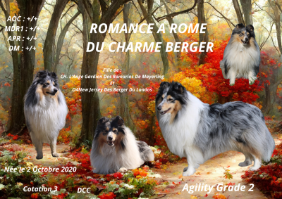 Étalon Shetland Sheepdog - Romance à rome Du Charme Berger