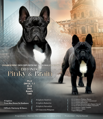 Étalon Bouledogue français - diffindo Pinky & brain (albi)