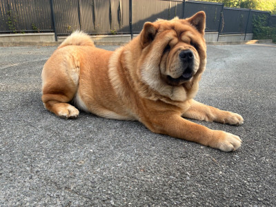 Étalon Chow Chow - Vou-shang du domaine de fabadel