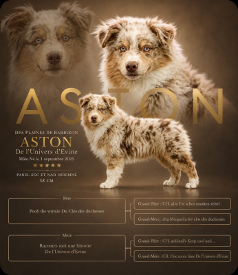Étalon Berger Américain Miniature  - APY ASTON De l'Univers d'Evine