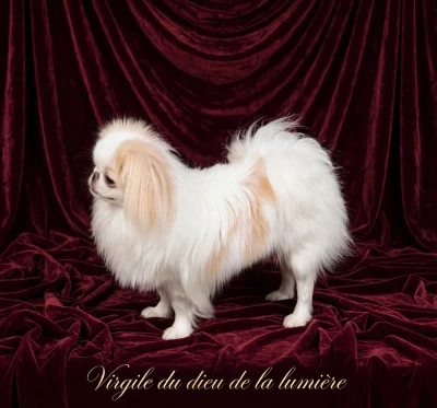 Étalon Epagneul Japonais - Virgile cygne blanc du Dieu de la Lumiere