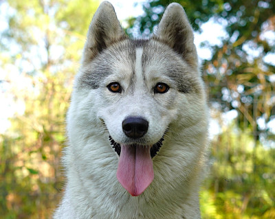 Étalon Siberian Husky - Alcateia Das Neves Tikka